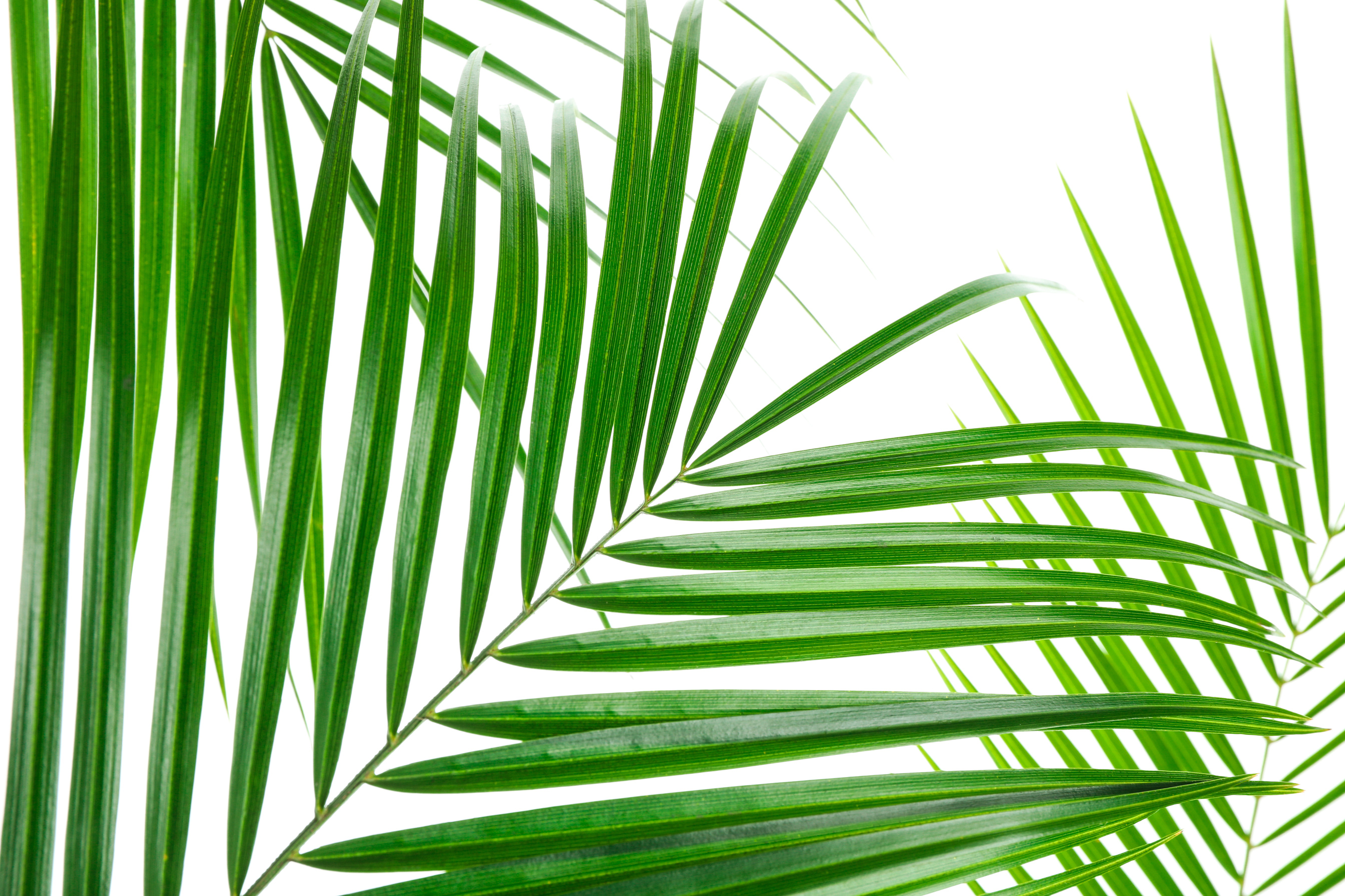 Beautiful Palm Leaves Isolated on White Background, Closeup. Exo