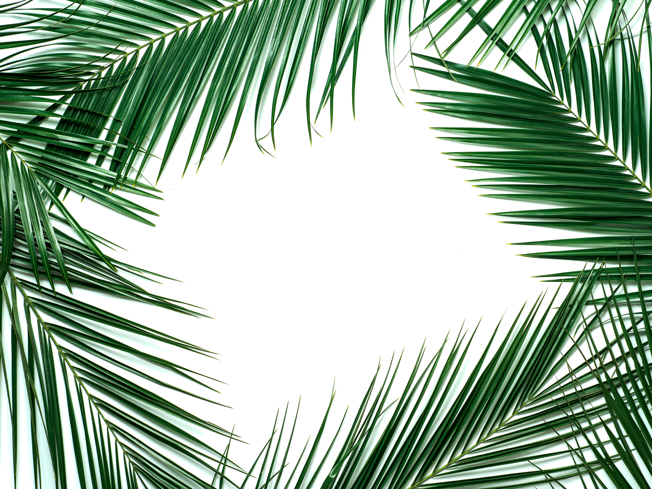 Tropical Leaves Isolated, Copy Space